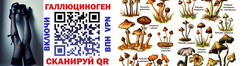 купить  цена  Медногорск  Псилоцибиновые грибы Cubensis 